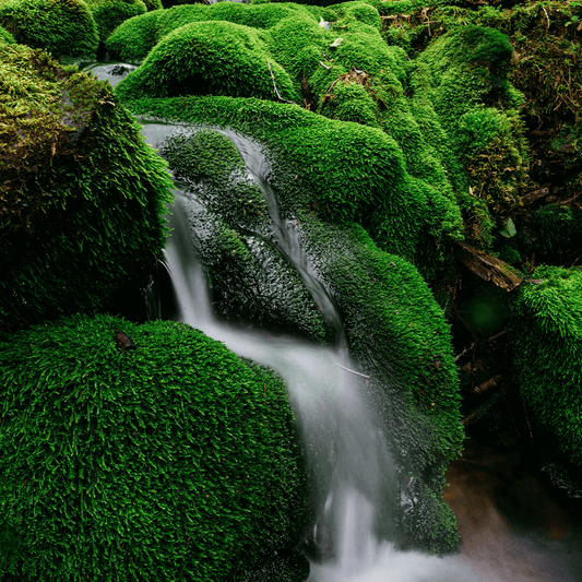 Embracing the Green Thread: The Journey Towards Sustainable Fashion
